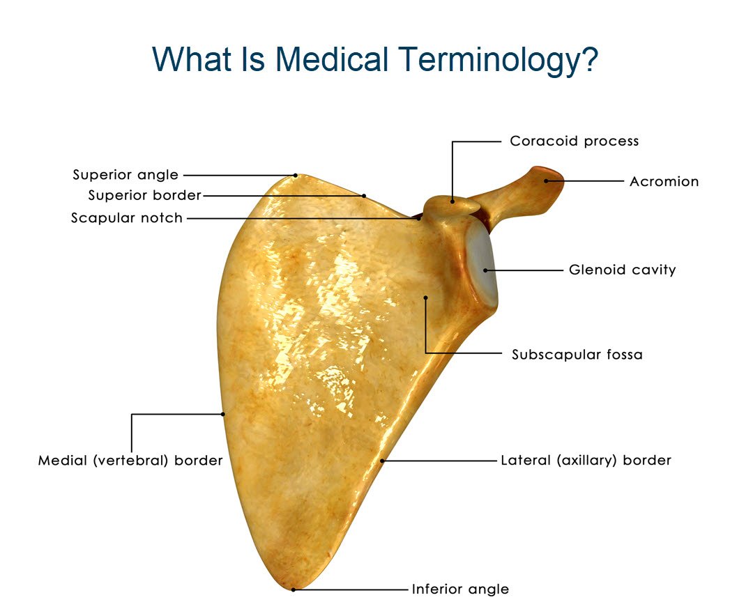 What Is Medical Terminology