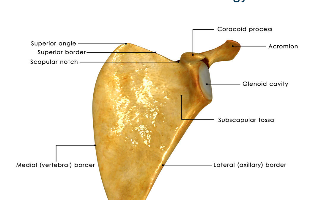 What is Medical Terminology?